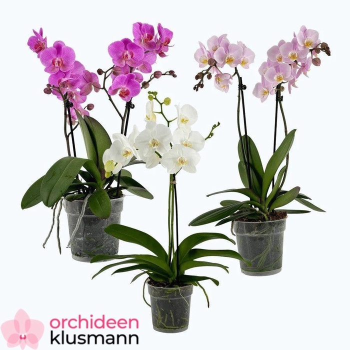 PHAL GEM