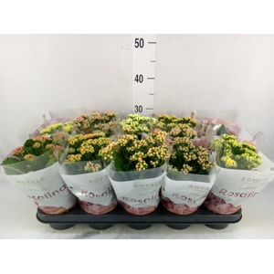 Kalanchoe blos. 'RoyalDon'   ..mix