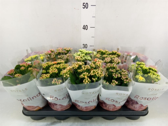 <h4>Kalanchoe blos. 'RoyalDon'   ..mix</h4>