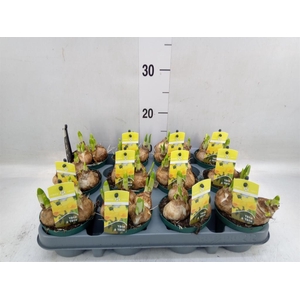 Narcissus  'Tete a tete'