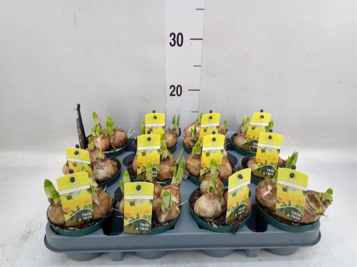 <h4>Narcissus  'Tete a tete'</h4>