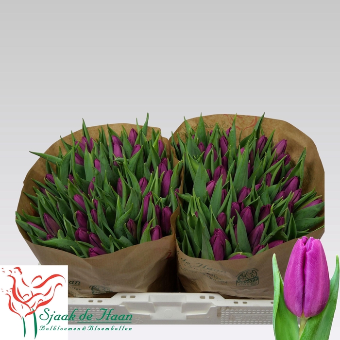 <h4>TU EN PURPLE PRINCE</h4>