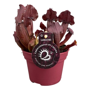 Sarracenia Maroon 12 cm