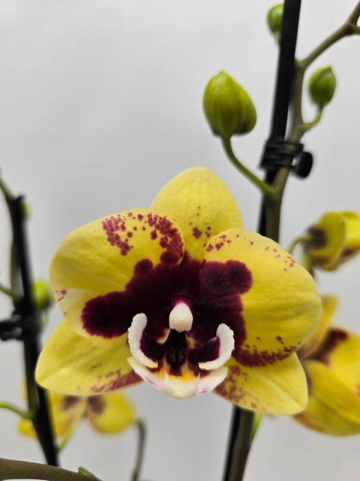 <h4>Limited 50 week 8</h4>