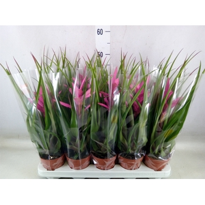Tillandsia  'Andreas'