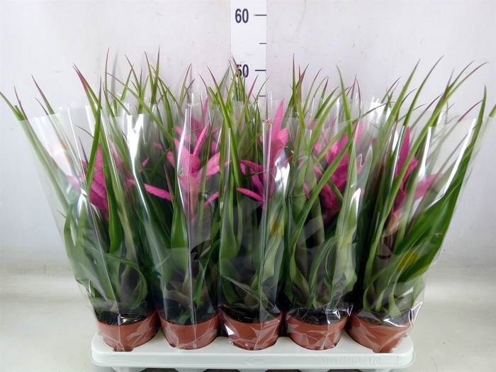 <h4>Tillandsia  'Andreas'</h4>