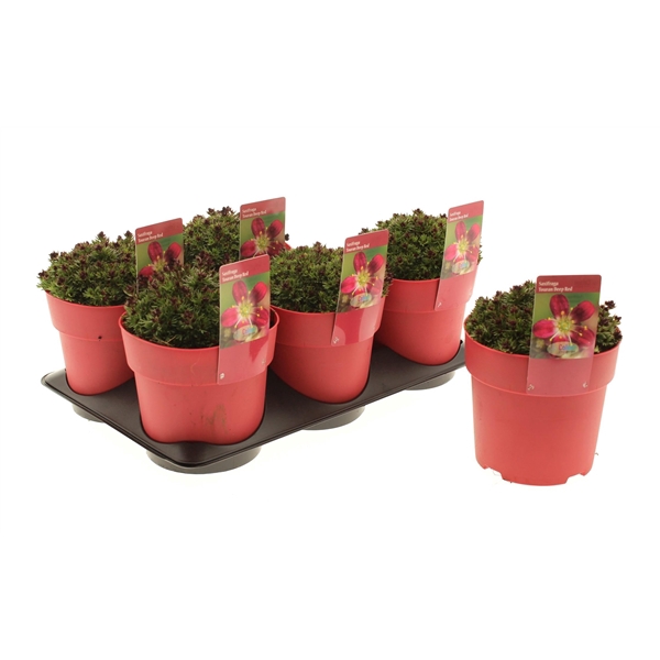 <h4>Saxifraga Touran Scarlet</h4>