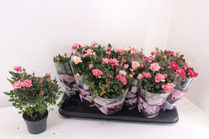 <h4>RO VICTORY GEM</h4>