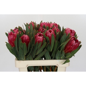 Protea Brenda