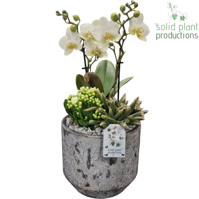 <h4>PH223 Maria Grey Pot Phalaenopsis</h4>