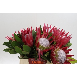 Protea Cynaroides Madiba