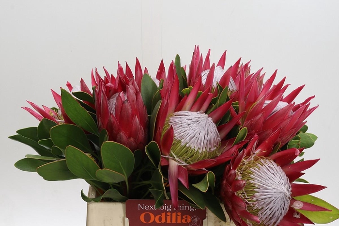 <h4>Protea Cynaroides Madiba</h4>