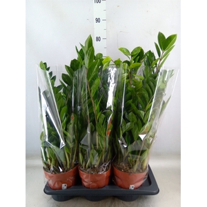 Zamioculcas zamiifolia