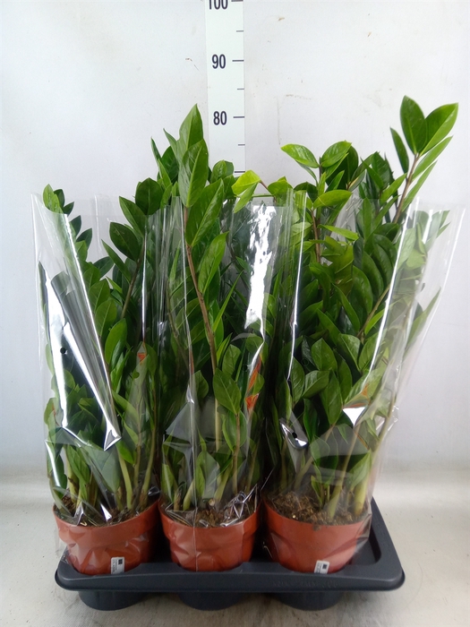 <h4>Zamioculcas zamiifolia</h4>