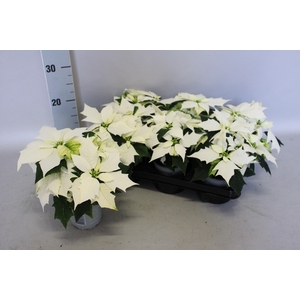Poinsettia 10,5 cm Alaska White