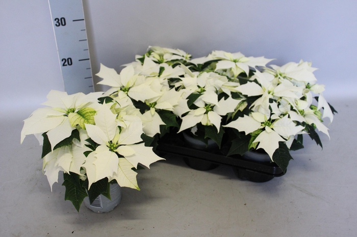 <h4>Poinsettia 10,5 cm Alaska White</h4>