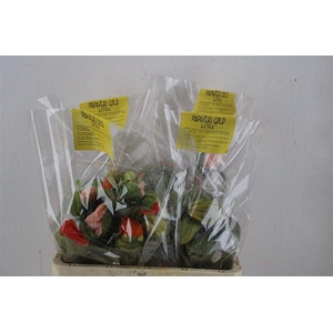 Papaver Mixed Extra P Stem