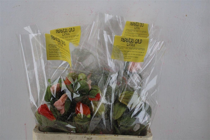 <h4>Papaver Mixed Extra P Stem</h4>