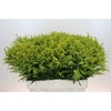 Solidago Tara Gold