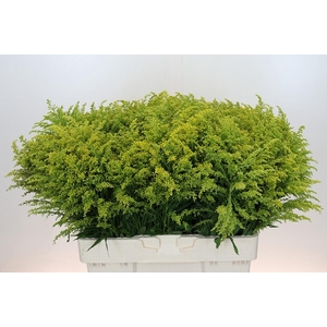 Solidago Tara Gold