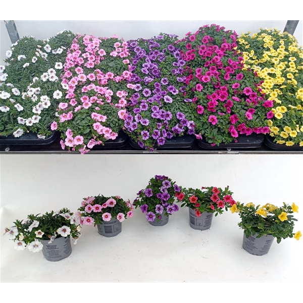 <h4>Calibachoa Carillon mix etage color tray</h4>