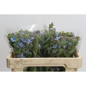 Oxypetalum Tweedia Blue