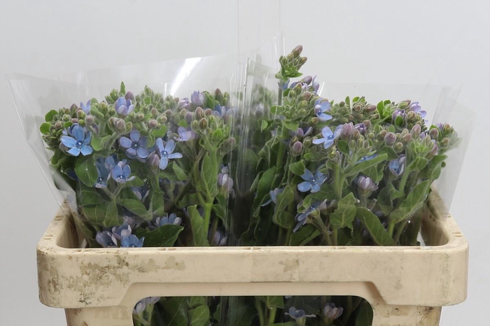 <h4>Oxypetalum Tweedia Blue</h4>