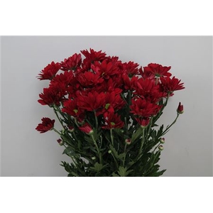 Chr T Ruby Star