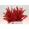 Ilex Rood
