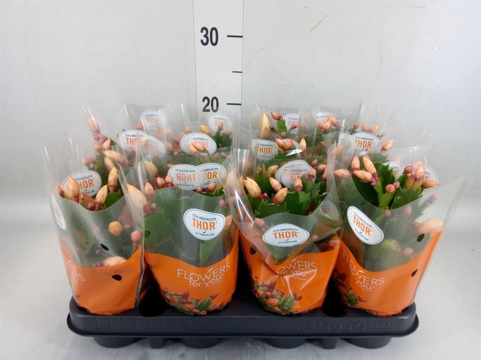 <h4>Schlumbergera   ...</h4>
