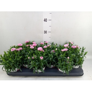 Dianthus  'Super Trouper Oscar'