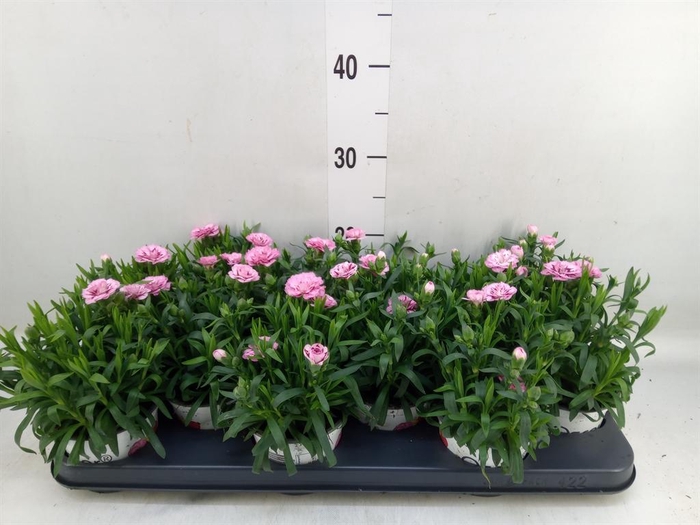 <h4>Dianthus  'Super Trouper Oscar'</h4>