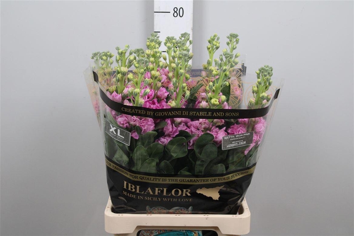 <h4>Matth Iron Pink</h4>