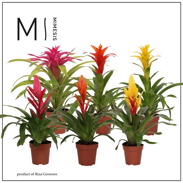 <h4>Bromelia variés</h4>