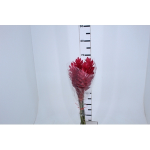 ALPINIA PURPURATA VERMELHA