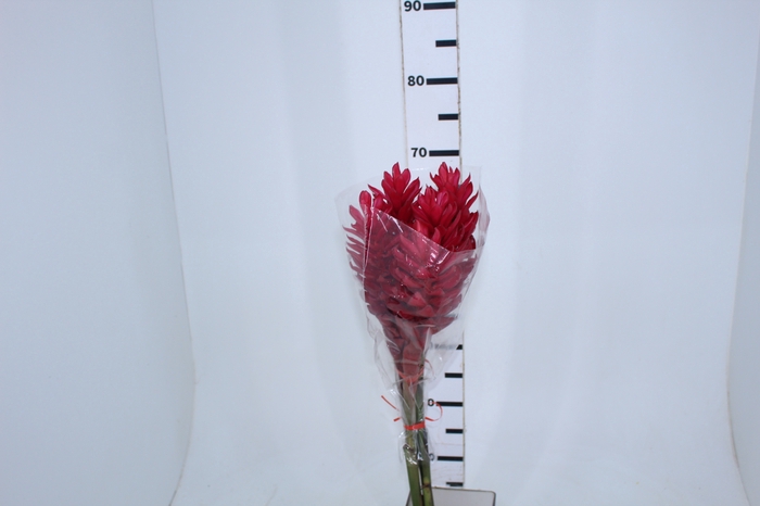 <h4>ALPINIA PURPURATA VERMELHA 070 CM</h4>