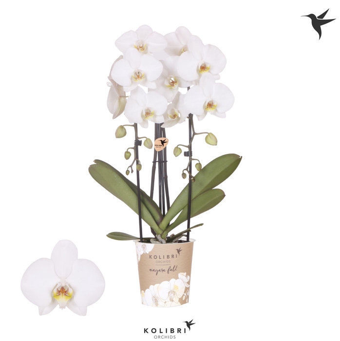 <h4>Kolibri Orchids Cascade Niagara Fall Leeds 2 spike</h4>