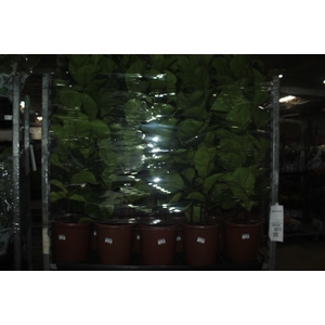 FICUS LYRATA BAMBINO P24 COMPACTO