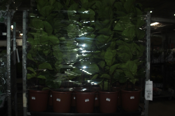 <h4>FICUS LYRATA BAMBINO P24 COMPACTO</h4>
