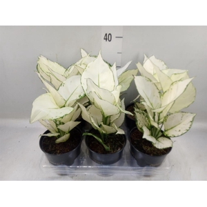 Aglaonema  'White Joy'