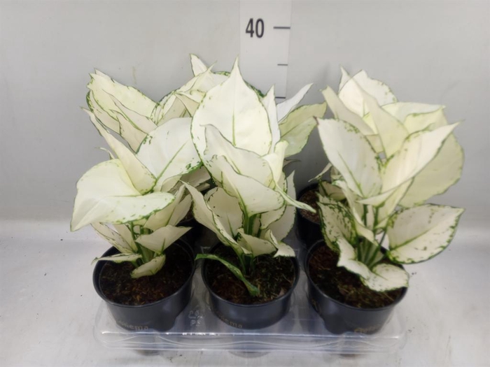 <h4>Aglaonema 'White Joy'</h4>