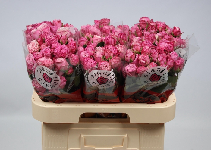 <h4>R TR LADY BOMBASTIC</h4>