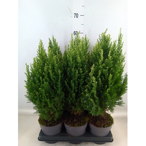 Chamaecyparis laws. 'Snow White'