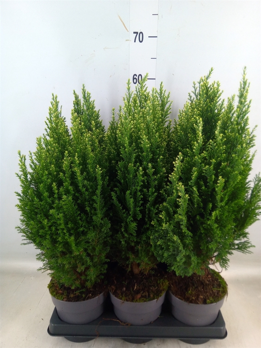 <h4>Chamaecyparis laws. 'Snow White'</h4>