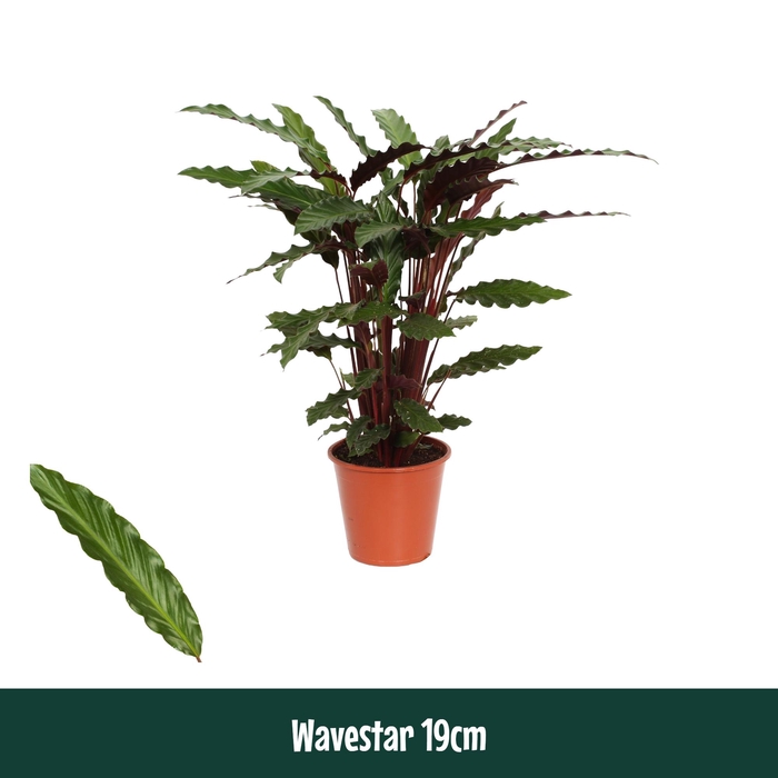 <h4>Calathea 19cm Wavestar (Rufibarba) - Living</h4>