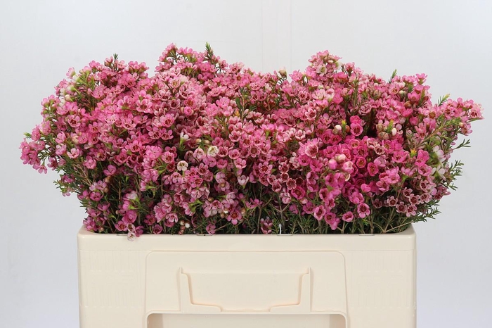 Chamelaucium Sarah's Delight