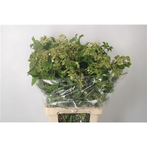 Viburnum Op Compactum White