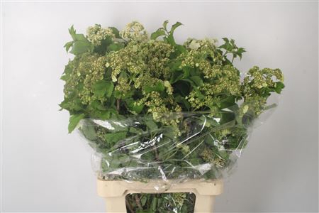 <h4>Viburnum Op Compactum White</h4>