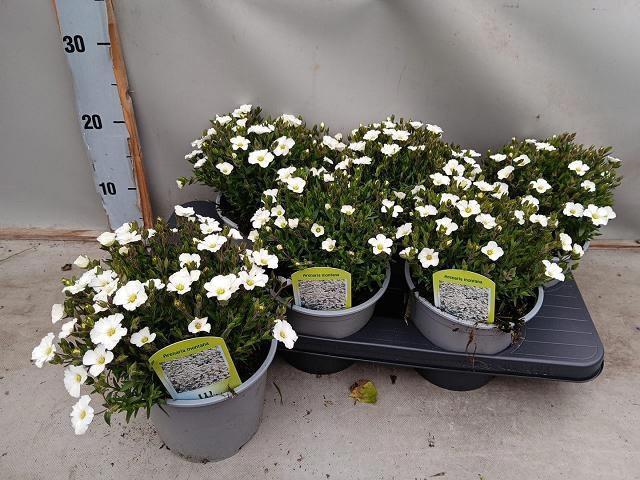 <h4>AREN MONTANA</h4>