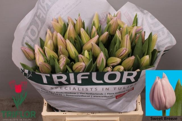 <h4>TU EN SWEET BREEZE</h4>